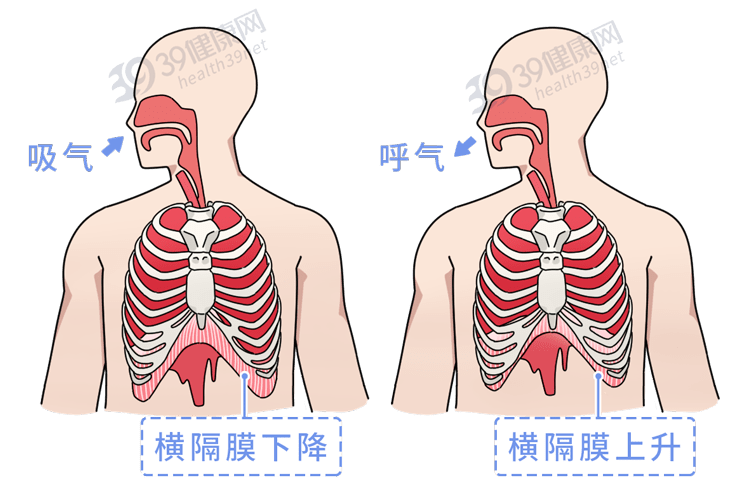 将空气吸进,挤出肺部它能像气泵一样压缩膨胀多亏肺部下方的横隔膜