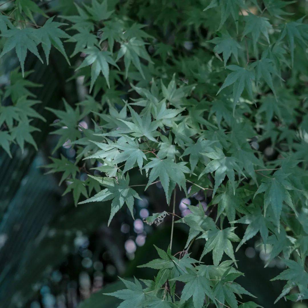 立秋至，夏渐离 | 这个夏天，这些精彩的眉山故事足够难忘！