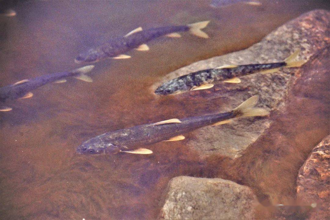 湟魚青海湖裸鯉