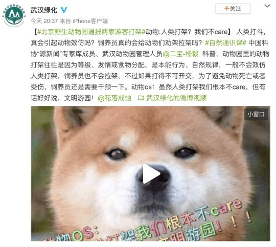 北京妙峰山偶遇“银狐” 专家表示：或非野生动物