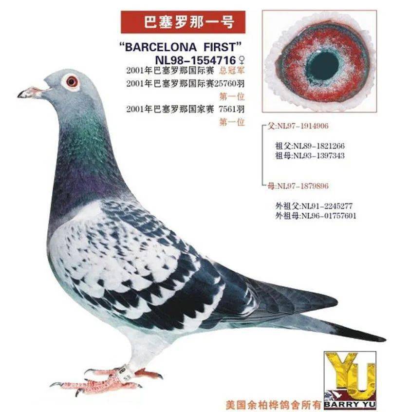 胡刚大师本能飞启示全能鸽不是没有