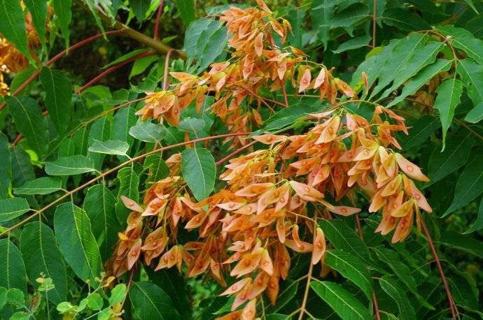 乡土散文:臭椿_山东省阳谷县