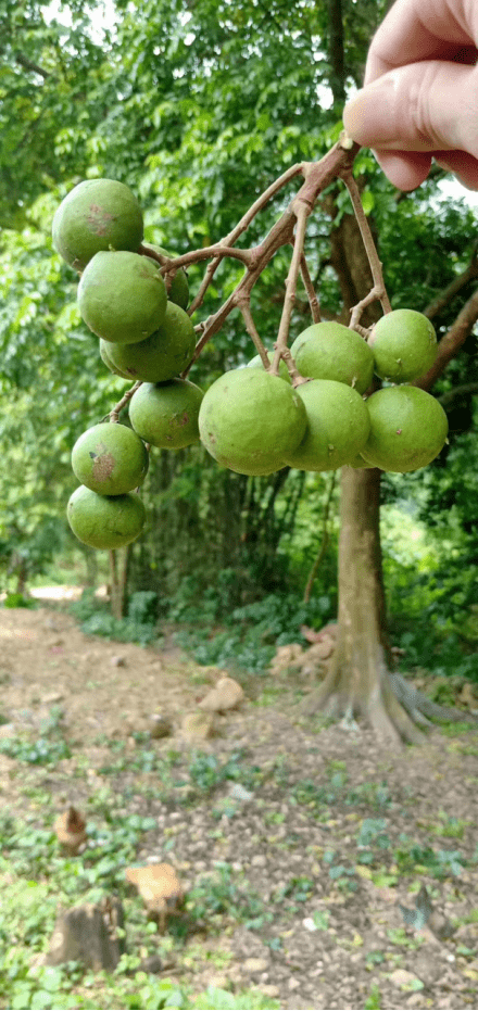 果实开始成熟每年到了6月仁面果又名叫长寿果年产仁面子果约500公斤年