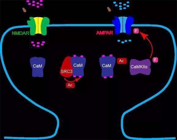 神经活动激活nmda受体,ca2 内流引起src3乙酰化cam,ac-cam更强地激活