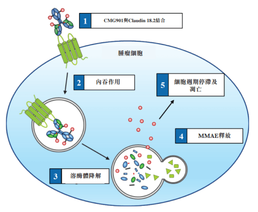 啥是双靶点 8e6b30dbdc0a45769196f023c74bb39f.png