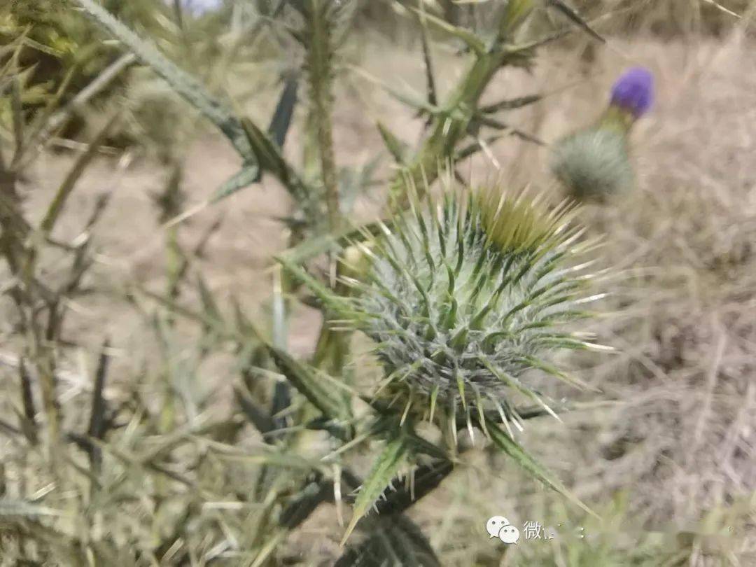 草木葳蕤飛廉