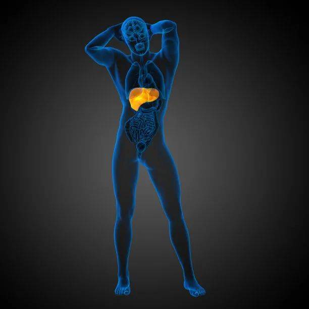 肝脏|肝不好，会在身体哪些部位表现出来？需要怎么检查？