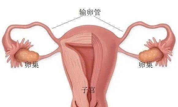 女人子宫输卵管分布图图片