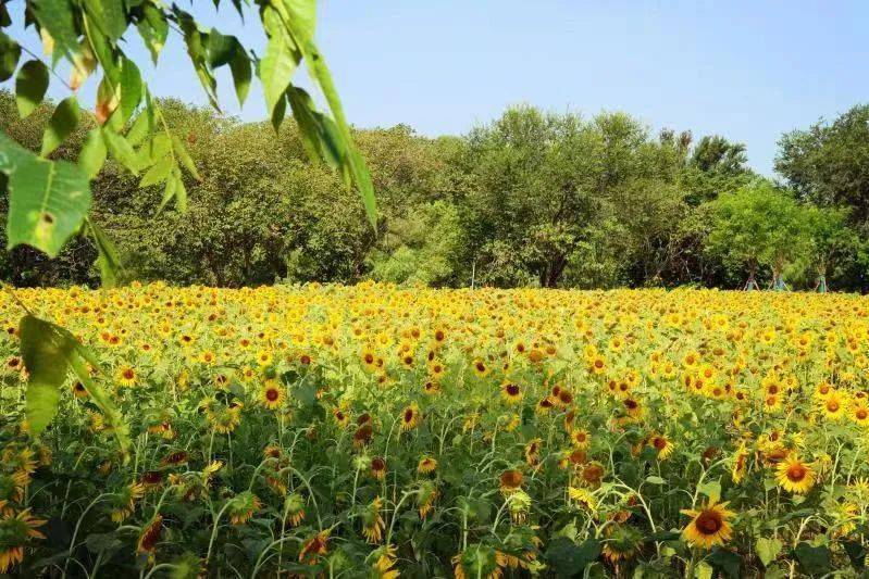 藏不住了昌平這兩處向日葵花海美不勝收