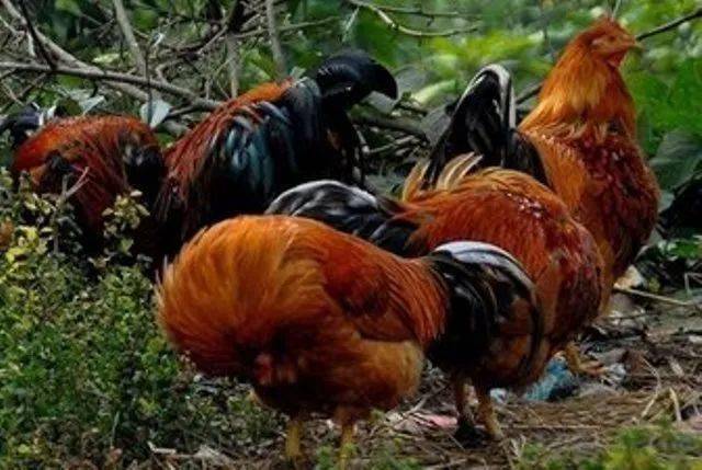 4d02cb1e1d554fd0b3d7ad892e8679a5.jpeg