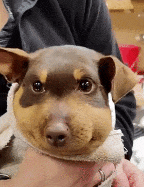 弱小可怜又委屈但是脸真的特别大!