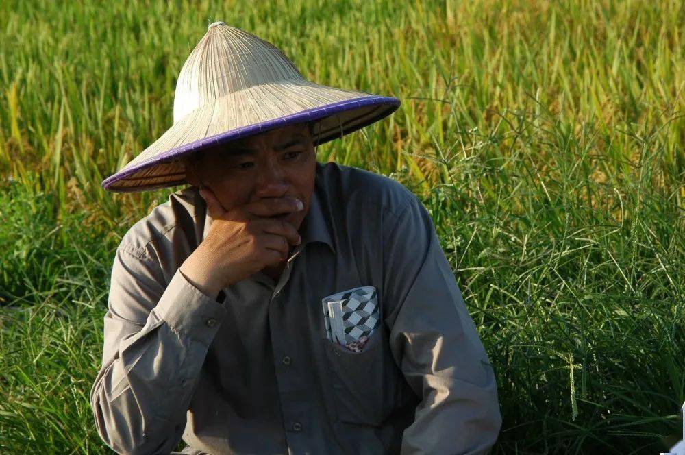 被袁隆平点赞的苏州水稻育种专家端木银熙获评江苏最美人物