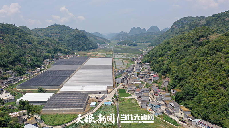 义龙新区德卧镇:电力足 番茄红 产业兴