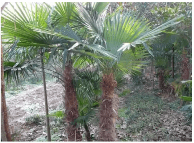 故乡的蓑衣你穿过吗