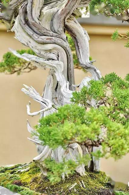 舍利干盆景,彰显大美