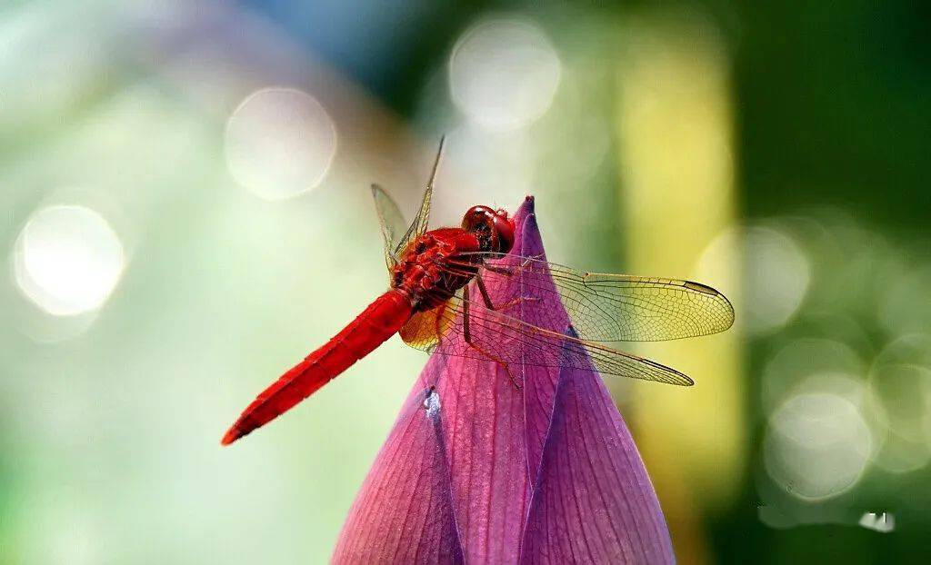 纪录片晚霞中的红蜻蜓图片