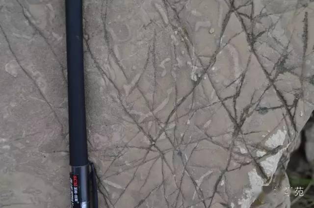 (十)西准噶尔地区的枕状玄武岩,枕间被方解石充填.