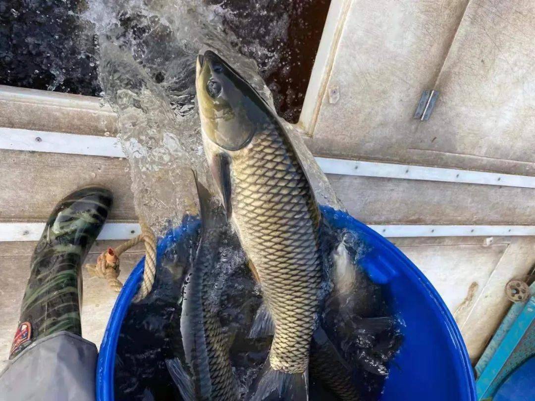 鱼多久会缺氧 4b24c3c7ca0a4390a084ac955f8c68c6.jpeg