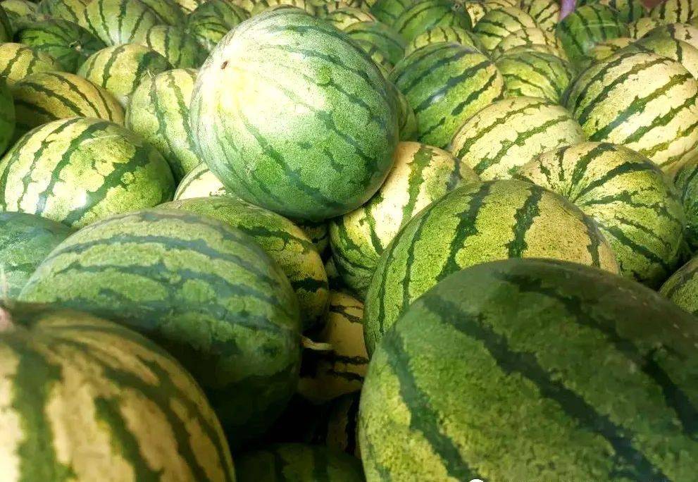 中铺镇红柳村的砂地籽瓜熟了