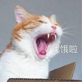 饿饿饭饭表情包 6d485c65e6224641837b14eab303ffe9.jpeg
