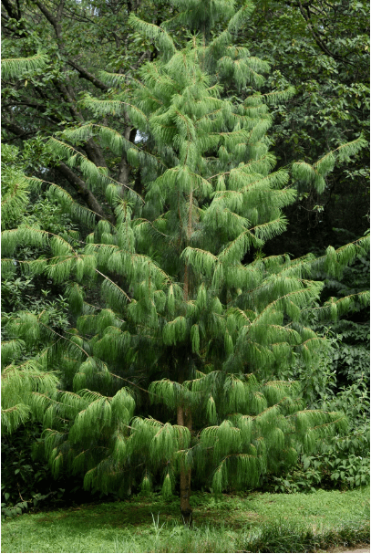 国家Ⅰ级重点保护野生植物巧家五针松昆明植物园内首次结实