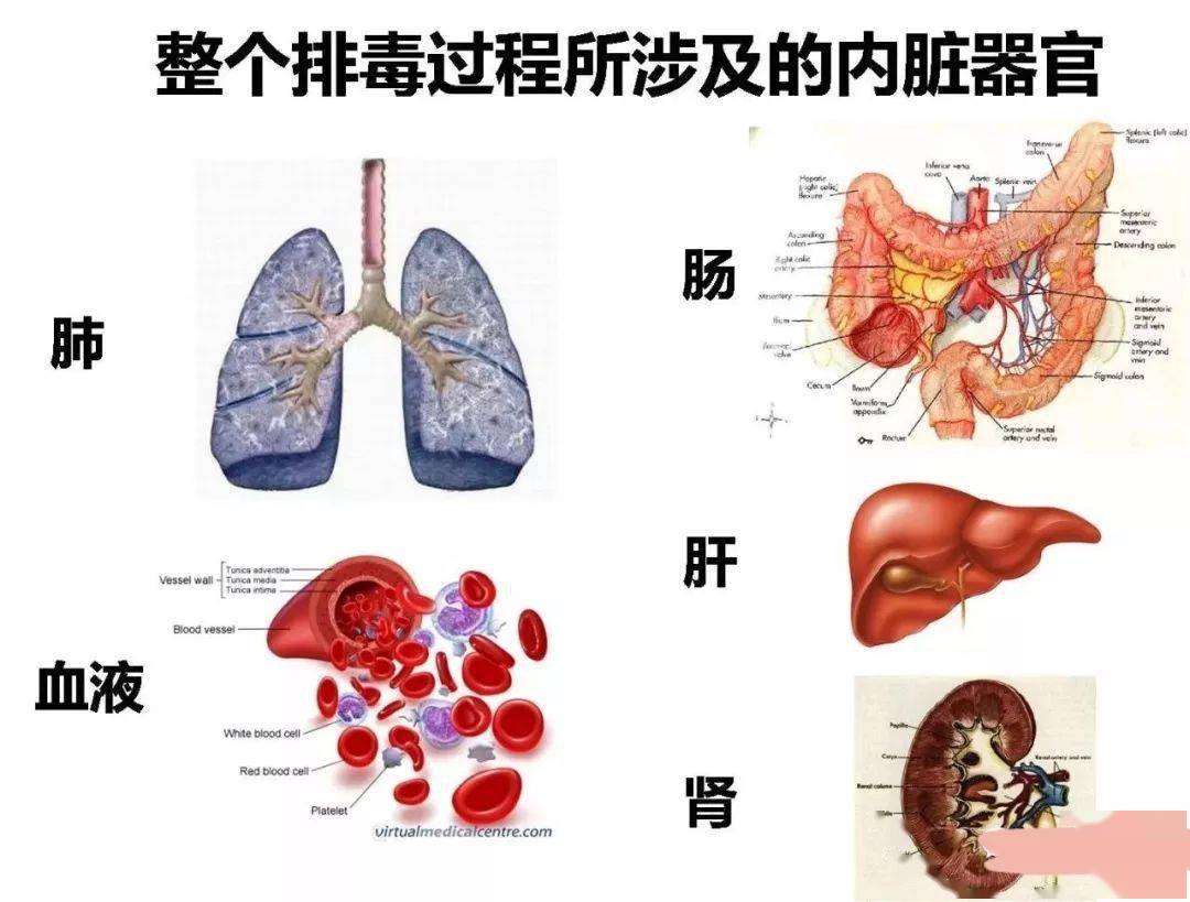 毒素是怎么产生的?_人体