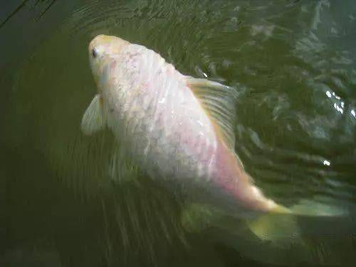 翻山越岭钓野生白鲫中国人喜欢称它们为日本鲫鱼