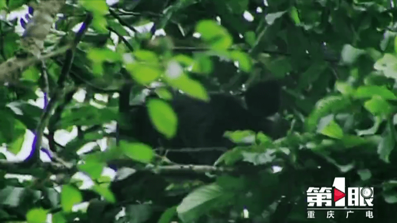 “美猴王”出没！武隆芙蓉江黑叶猴在树林里打闹，好不欢乐