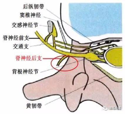 脊神经前后支图片