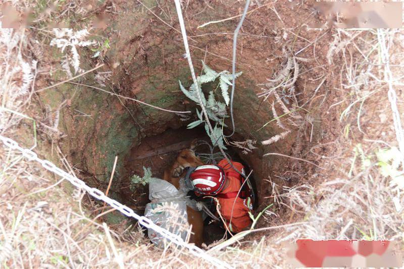 200斤黄牛掉进4米深坑,东兴消防到场"牛"转乾坤