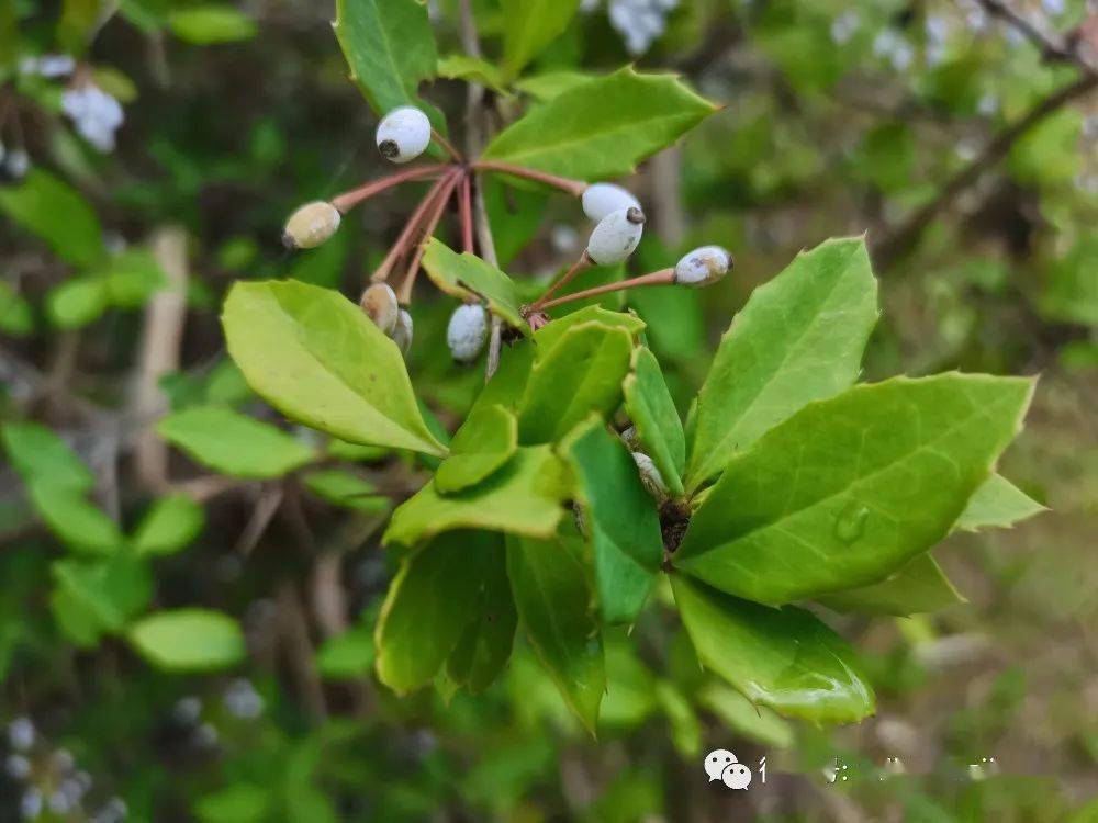【草木葳蕤】粉叶小檗_征集