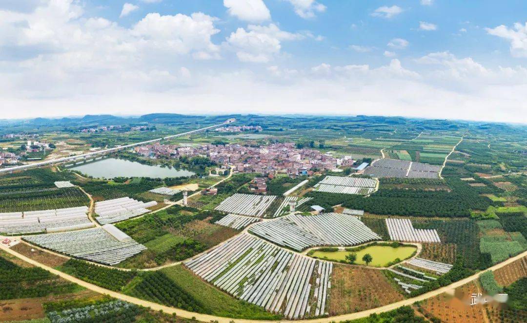 脆甜香武鸣又一种水果成熟上市了