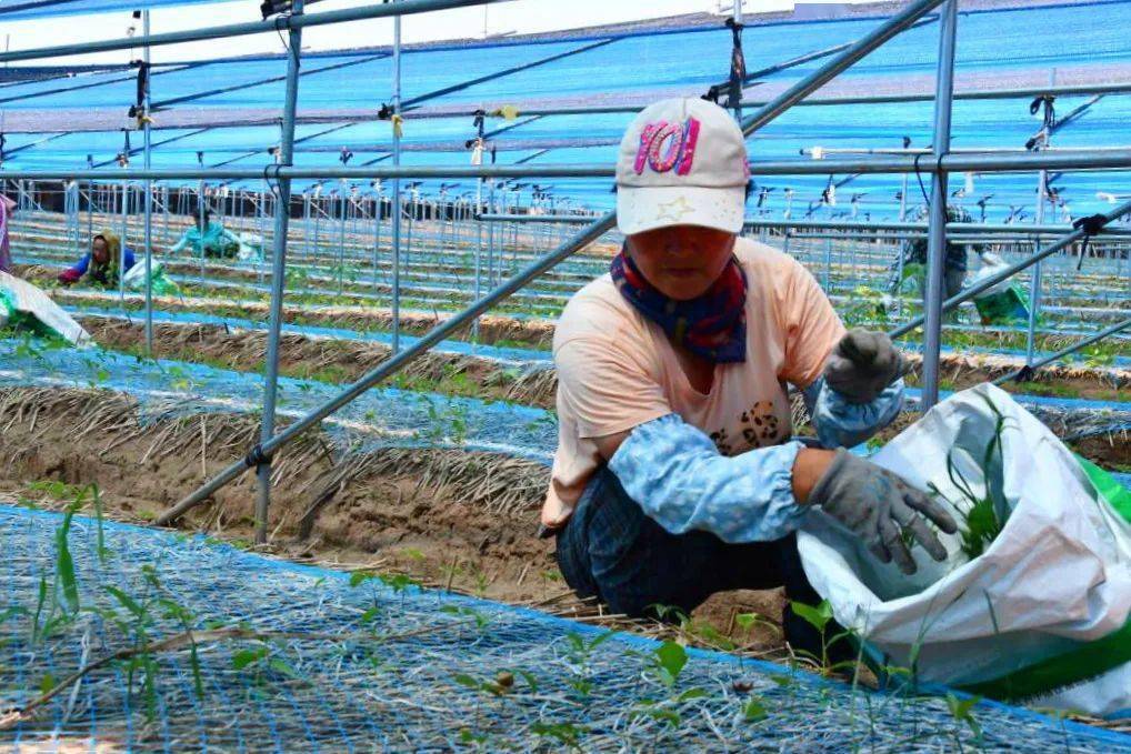 revitalization# rural正是龙井市爱民相范高丽人参栽培专业合作社