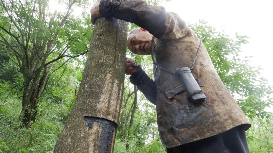 大方县50万株漆树迎来生漆割采旺季