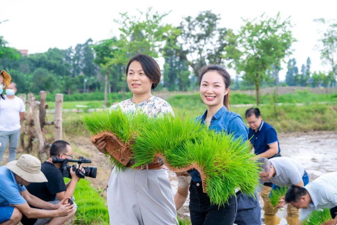 乡野间劳作,象征希望与未来的秧苗,在人们手中传递,躬身耕耘的喜悦,在