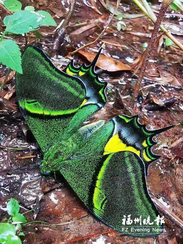 福州区域首次发现!"蝶中皇后"金斑喙凤蝶现身永泰