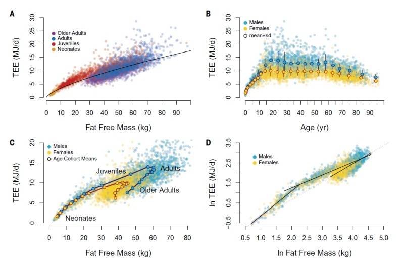 消耗|科学家首次揭示全生命周期代谢规律