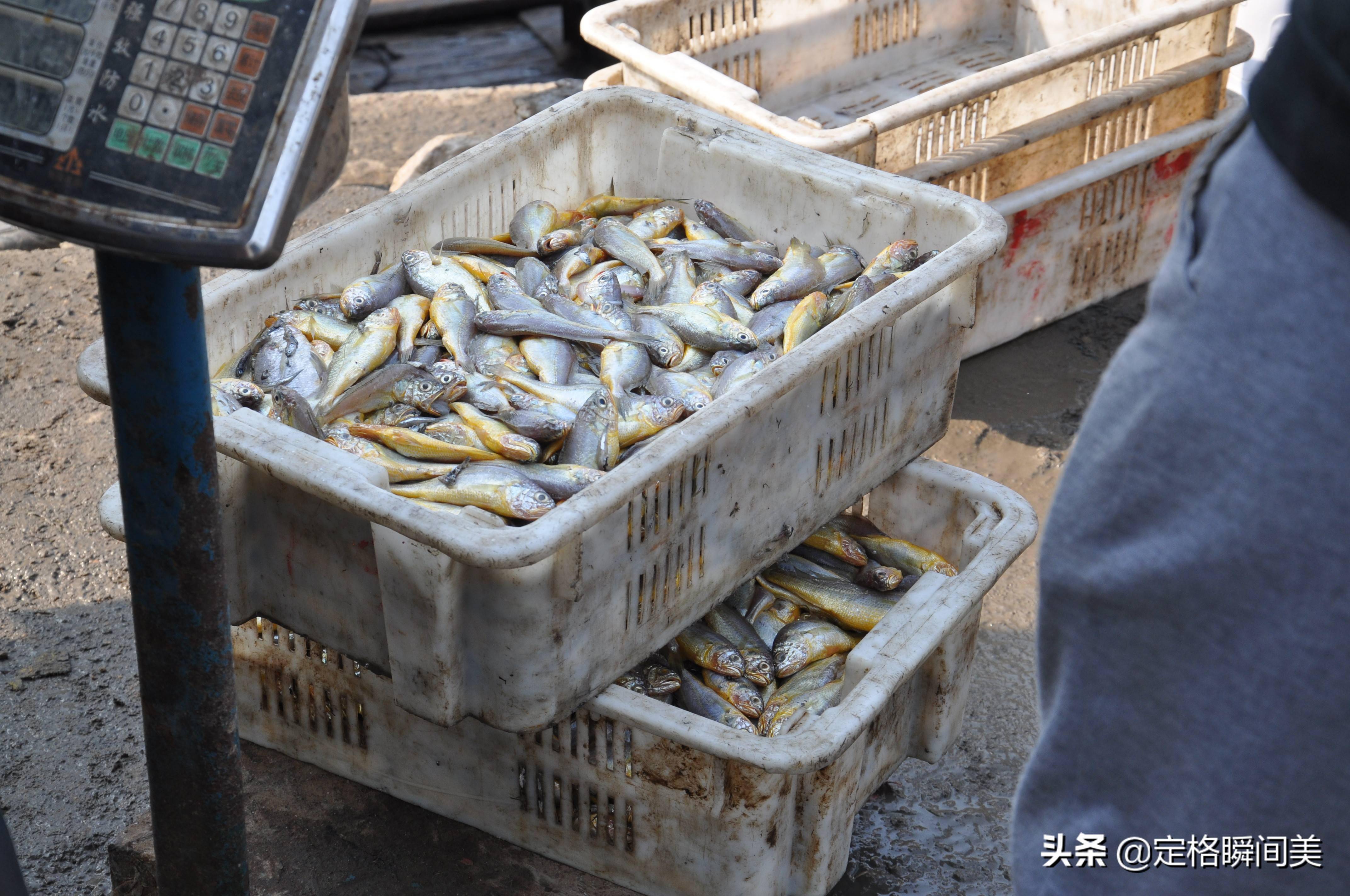 青岛开海在即,盘点本地码头的小海鲜,刀鱼不到10元一斤