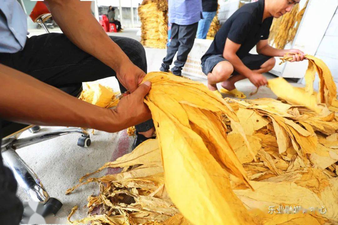 【小康圆梦】新化镇:烟叶开秤收购 烟农增收笑开颜