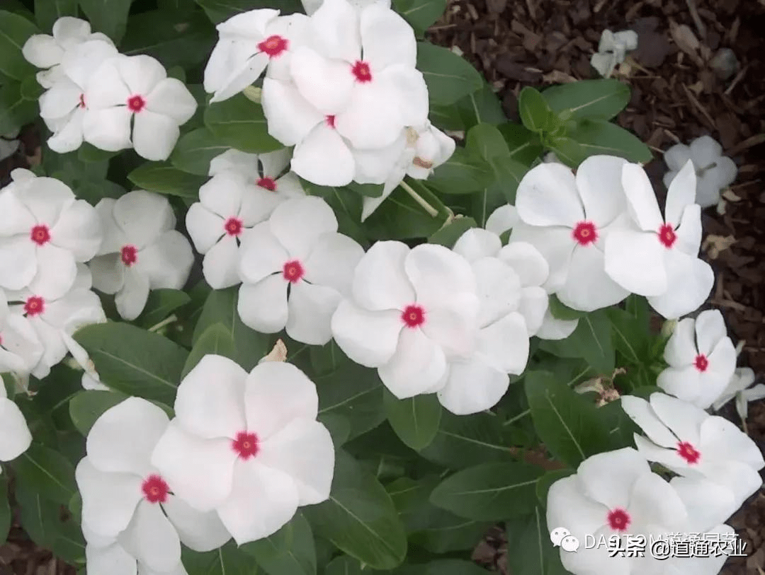 长春花怎么养才能开一夏 做好这几点 就足够 开花