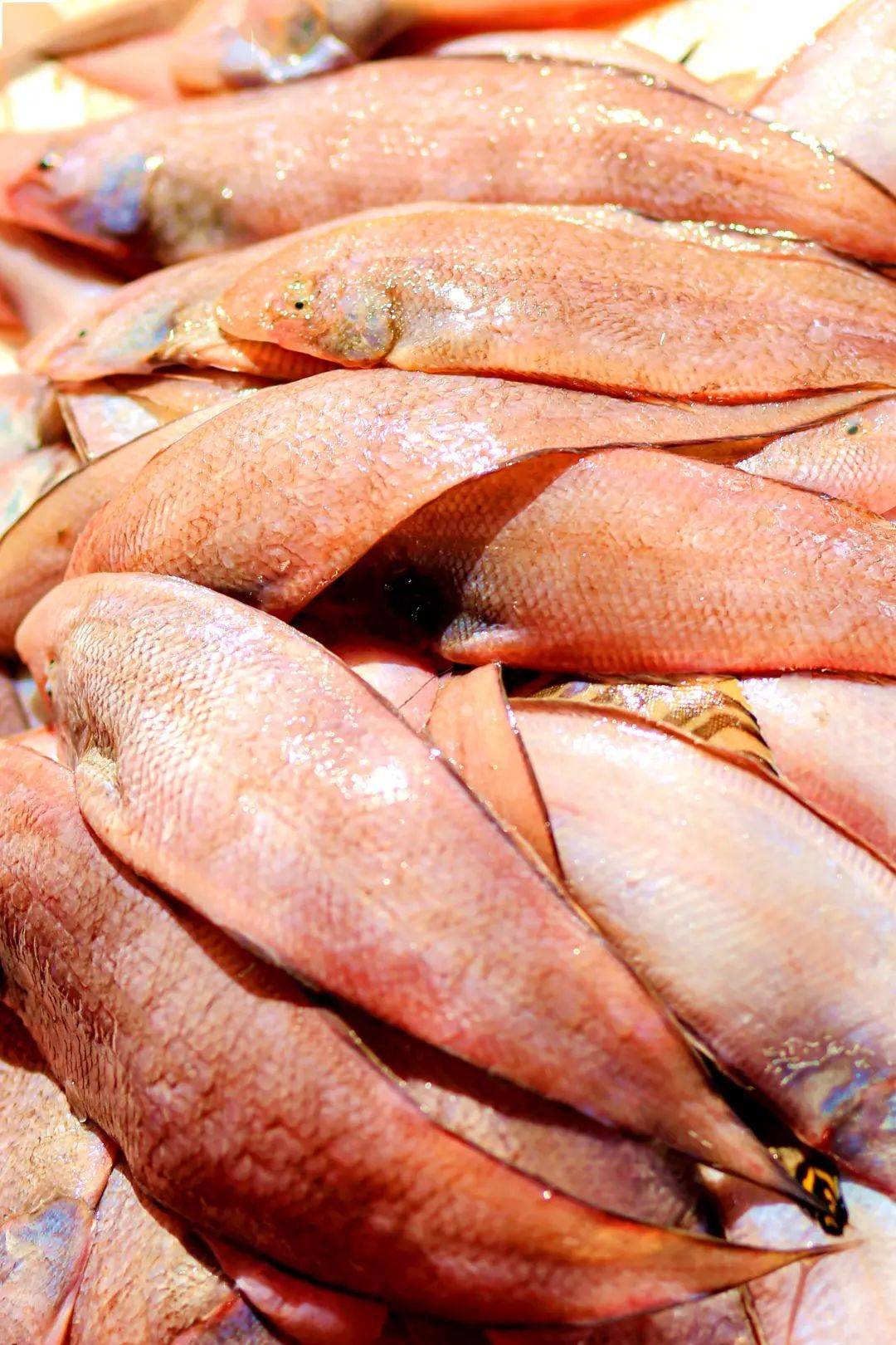 全国地标注册第一县丨云霄地标专辑(十一)_沙鱼