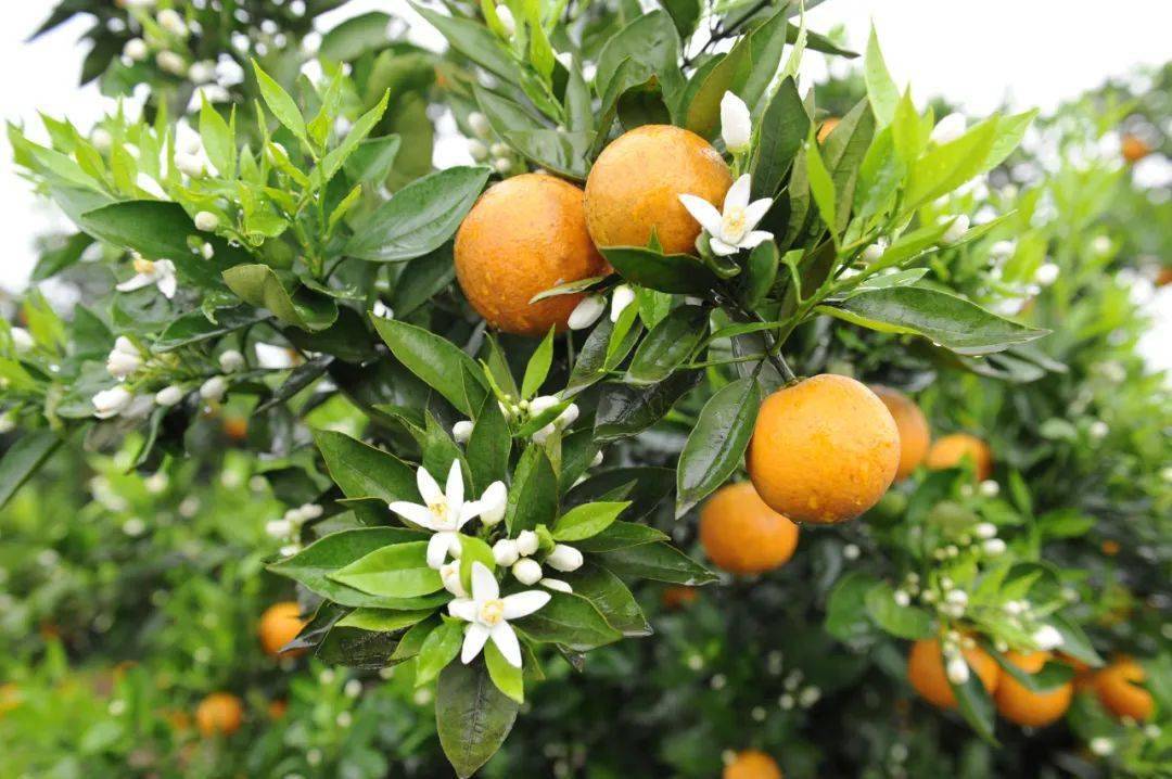 《典籍里的中国·楚辞》:穿越时空对话屈原,秭归风景甚美橘更甜_柑橘