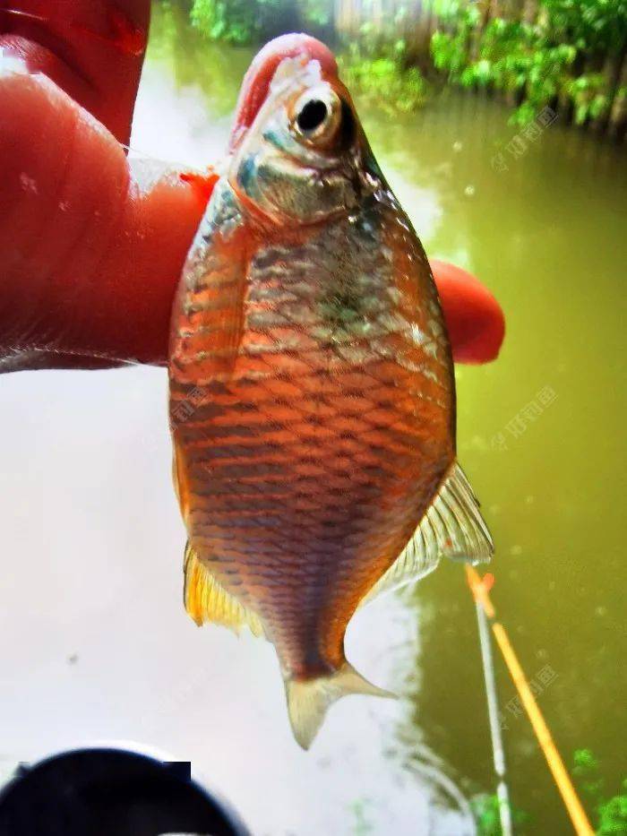 雨天作钓奶翘基地,小麻鱼堆里觅板鲫
