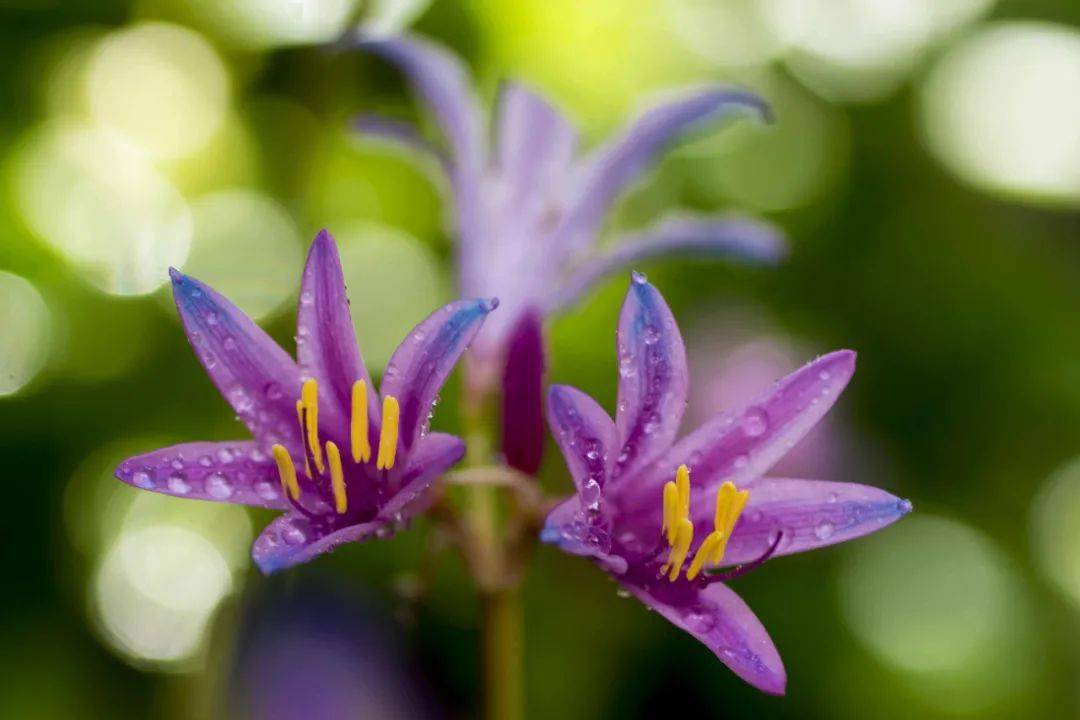 80后小伙捡50吨瓷片在汶川废墟上建起一座植物王国太惊艳了