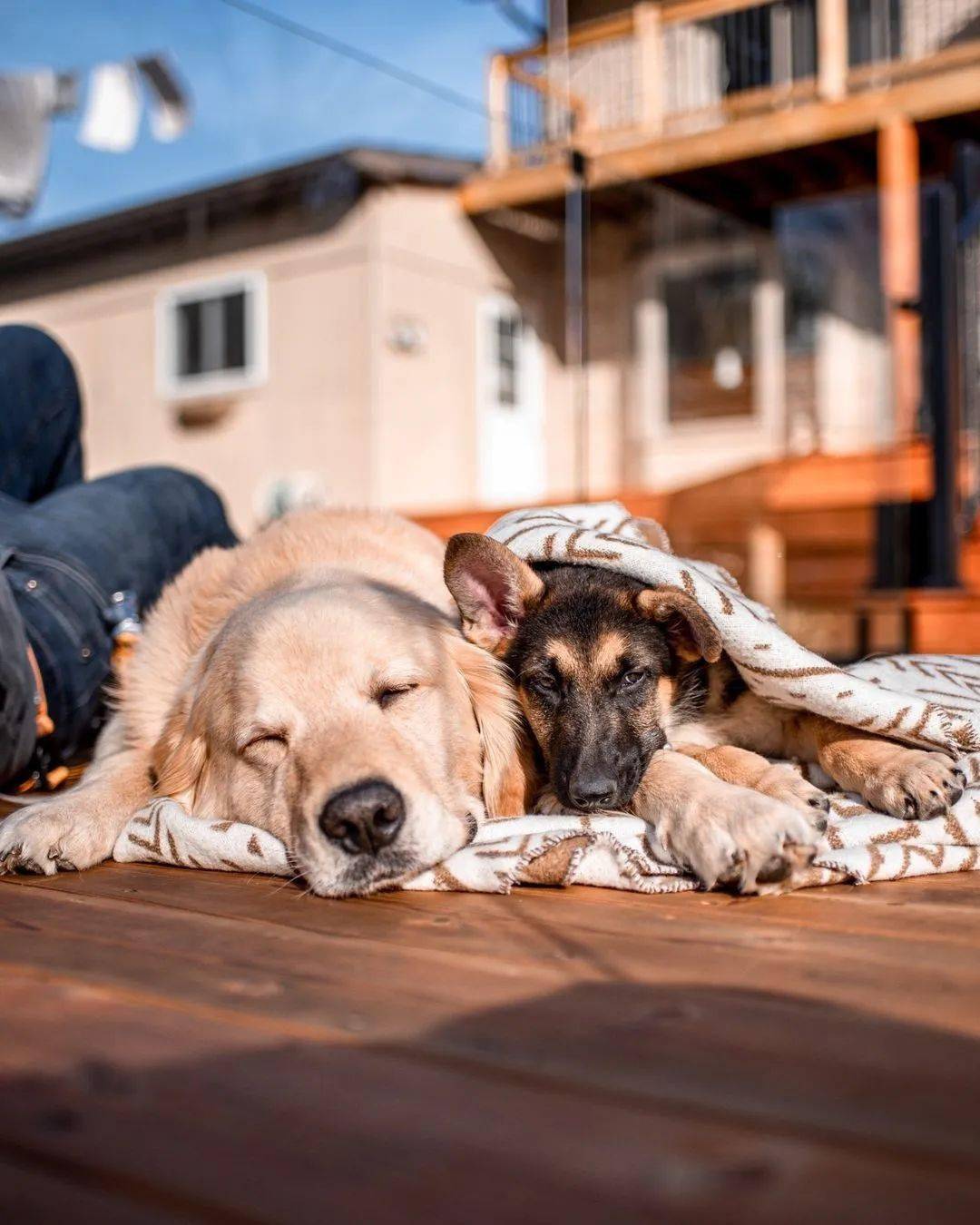 金毛和德牧的悠闲生活,看了好想加入它们!