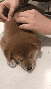 柴柴第一次打针睡得超香甜,兽医被萌哭:这是什么神仙宝宝!