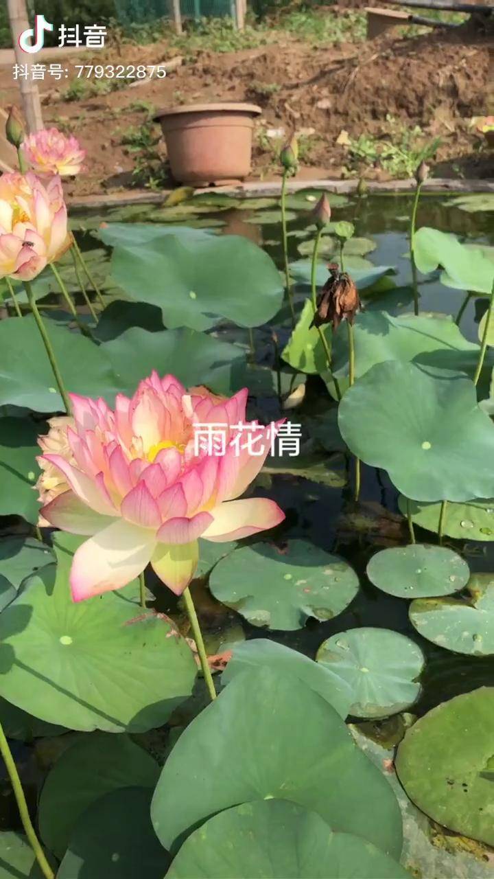碗莲雨花情,中型丰花品种,名字美,花更美碗莲