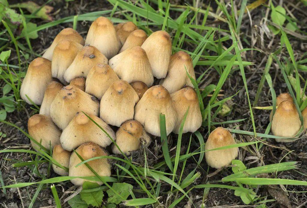 这几个常见的蘑菇辨别方法都是错的