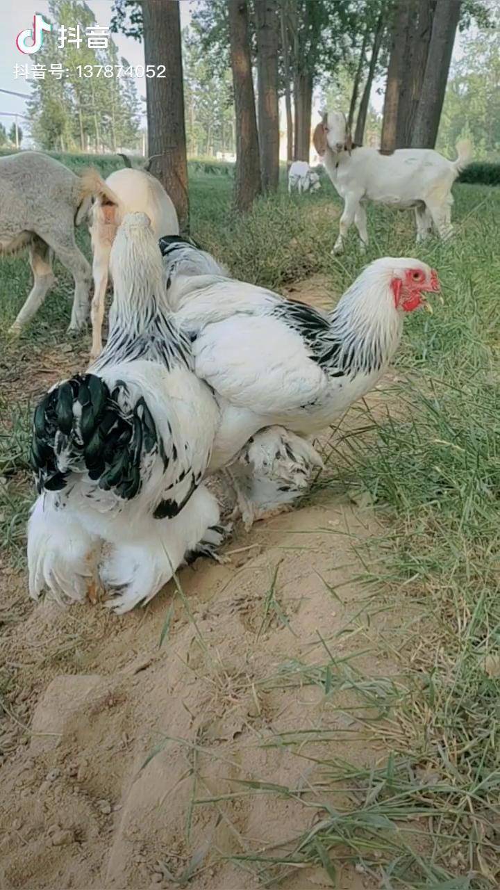 会放羊的鸡比牧羊犬都听话