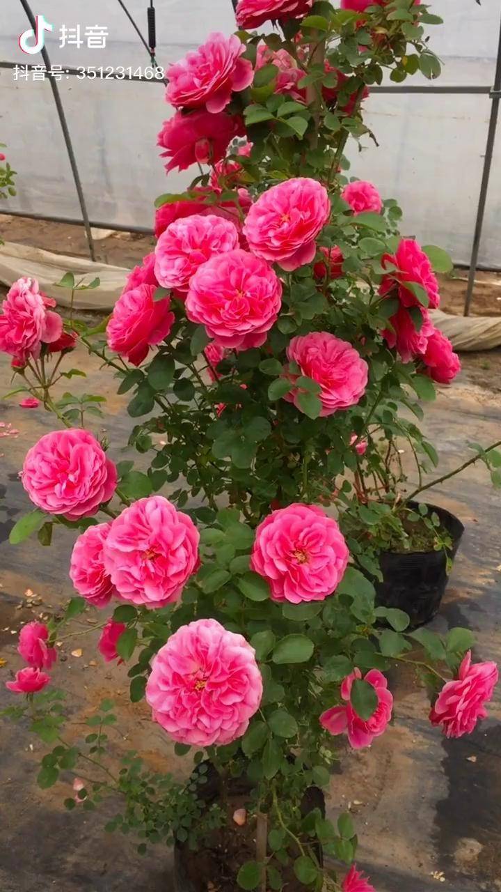 爬藤欧月粉色达芬奇大花浓香型